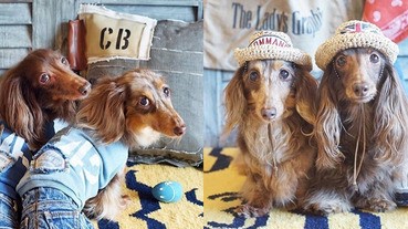 這對臘腸姊妹花超吸睛，你看他們長髮飄逸的模樣，是不是很萌啊？