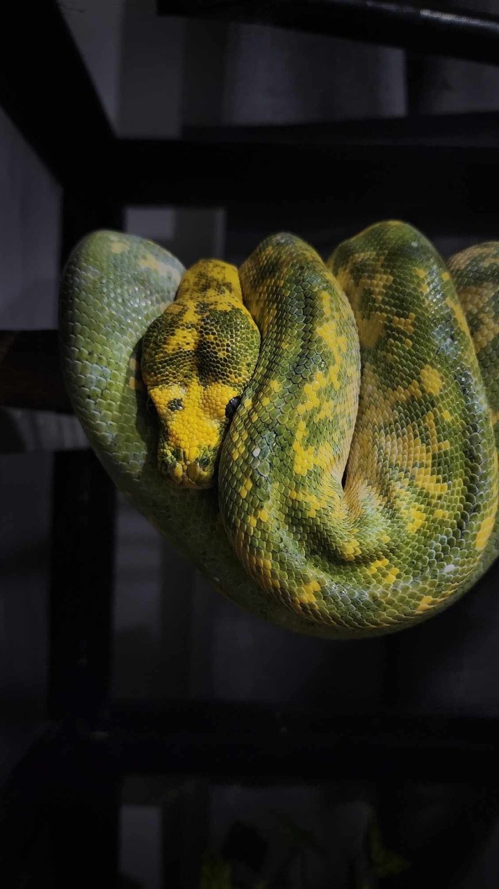 คนรักน้องงู 🐍(Snake&Exotic Pets)