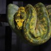 คนรักน้องงู 🐍(Snake&Exotic Pets)