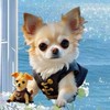 🐶くーちゃんママ🐶
