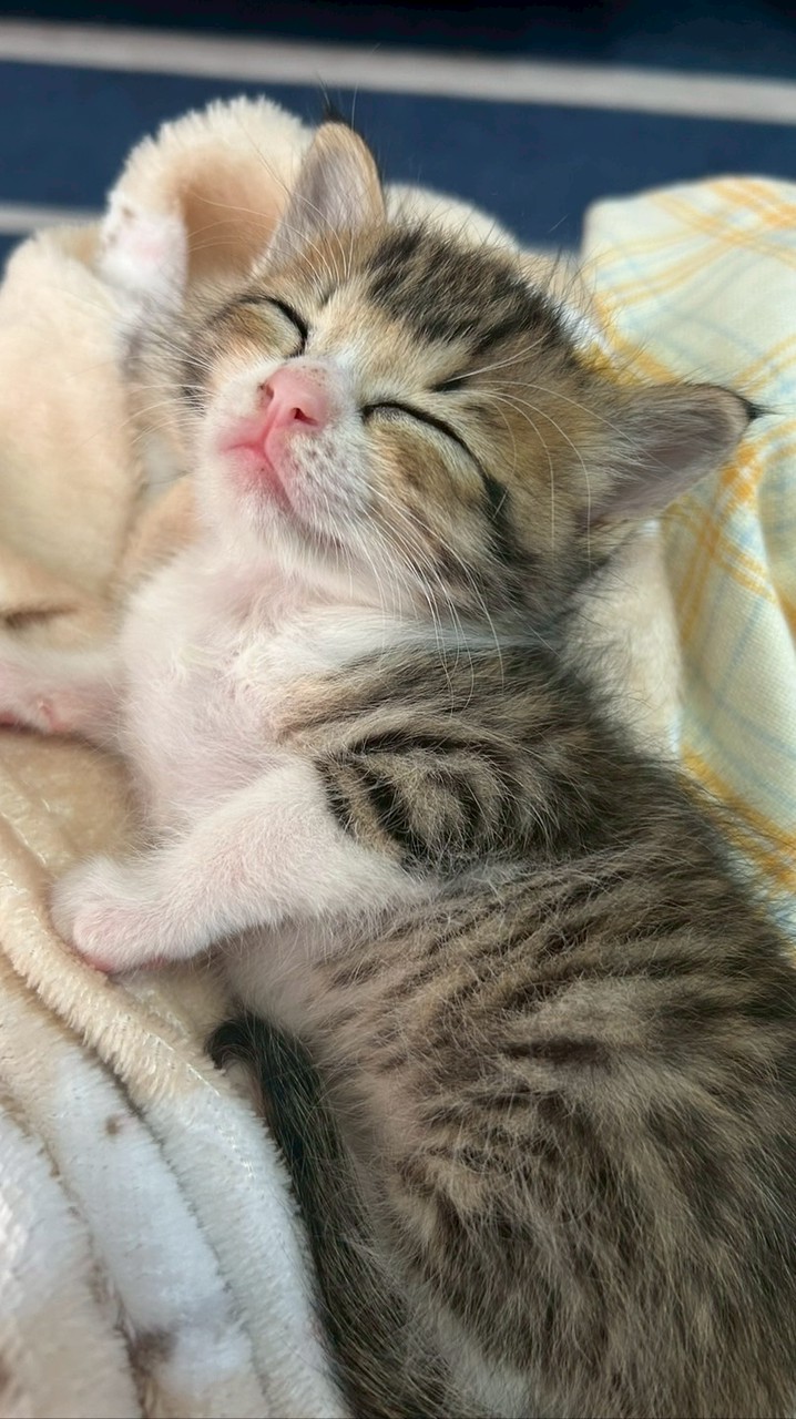 【保護猫ラオと不器用男。】告知用オープンチャット