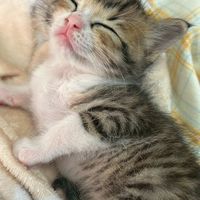 【保護猫ラオと不器用男。】告知用オープンチャット