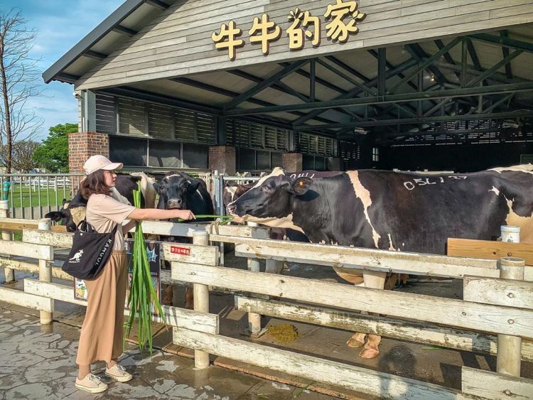 春節旅遊景點南部走春去雲林千巧谷牛樂園牧場