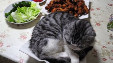 只是回去了廚房一趟 貓奴：您要當下酒菜嗎？！