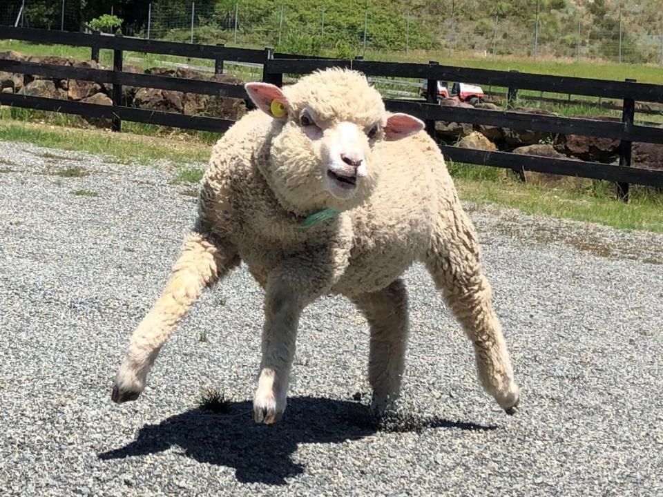 もう二足歩行にしか見えない 兵庫の動物園で発見された マッチョ羊 に騒然 まさかのイラスト化