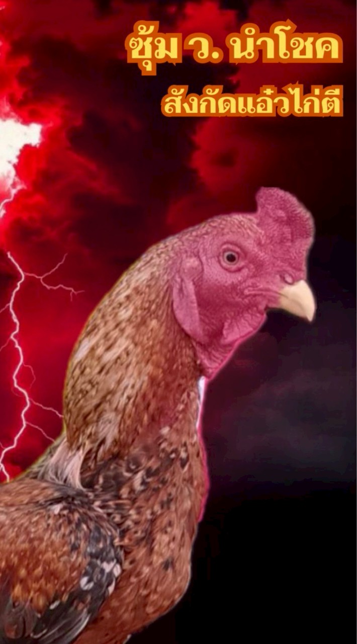 ไก่พม่าสีกาเหว่า ซุ้ม ว.นำโชค