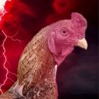 ไก่พม่าสีกาเหว่า ซุ้ม ว.นำโชค