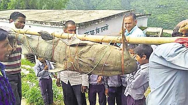 Info - ™  Ikan Lele Berbobot 125 Kilogram Bikin Heboh Warga Sebuah Desa di India !