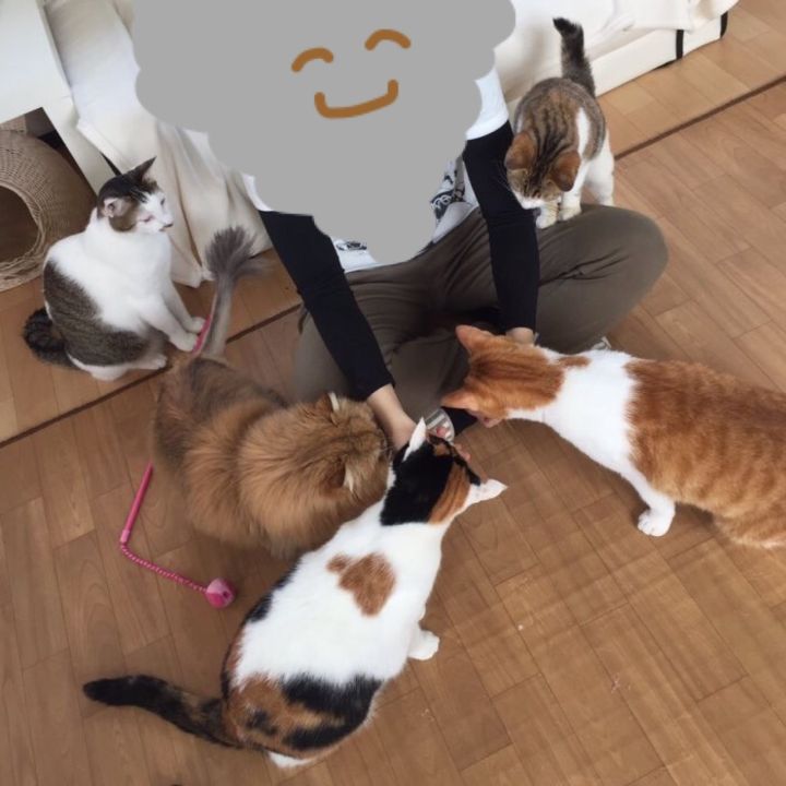 保護猫カフェ 猫ホテル ねこんチ Line Official Account