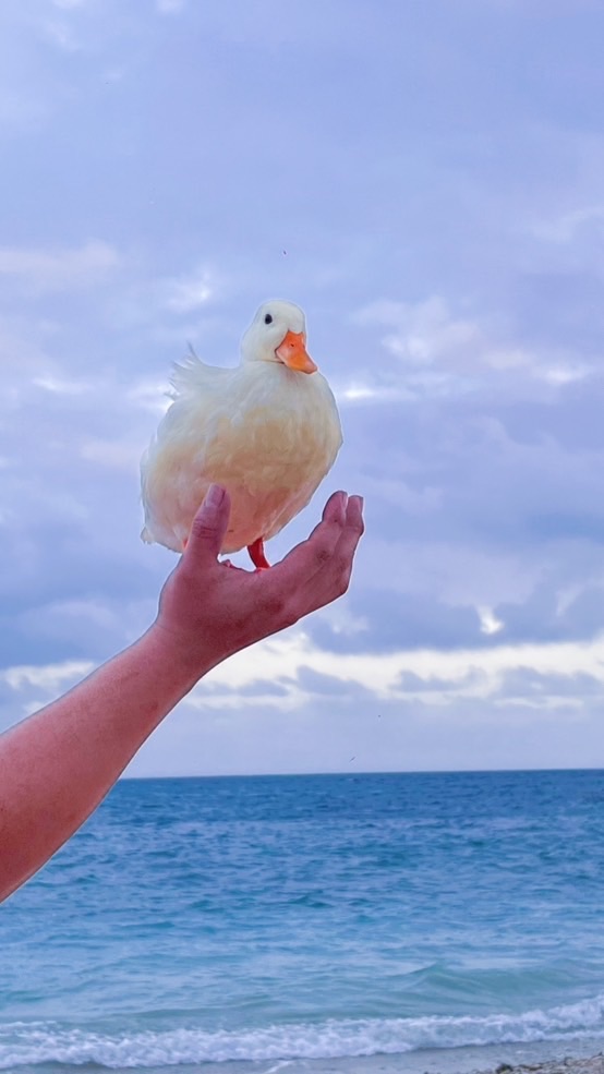🐥鴨寶私群🐥