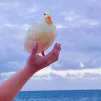 🐥鴨寶私群🐥