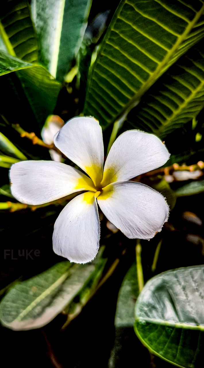 🍀🕊️ยินดีมีสุข🕊️🍀