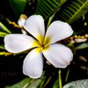 🍀🕊️ยินดีมีสุข🕊️🍀