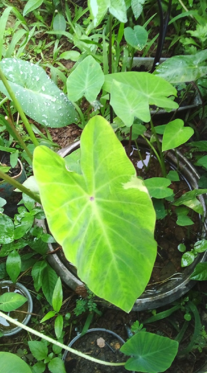 ซื้อขายต้นไม้ใบสวยใบด่างทุกชนิดทุกสายพันธุ์