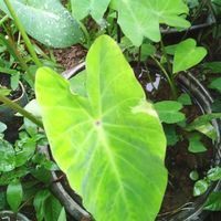 ซื้อขายต้นไม้ใบสวยใบด่างทุกชนิดทุกสายพันธุ์