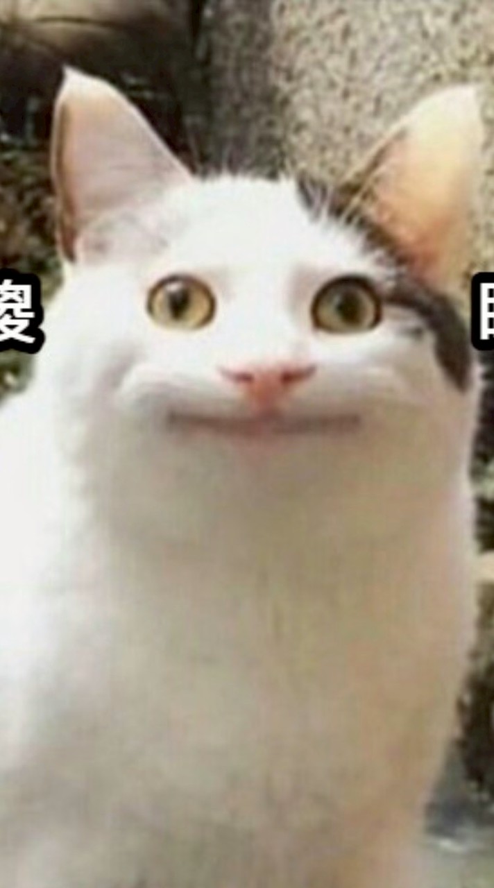 傻眼貓咪