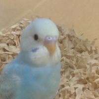 セキセイインコについて何でも語る