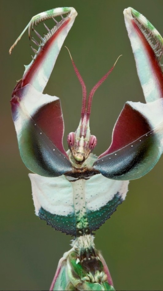 昆虫(主にカマキリ)好き集まれー！