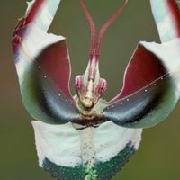 昆虫(主にカマキリ)好き集まれー！