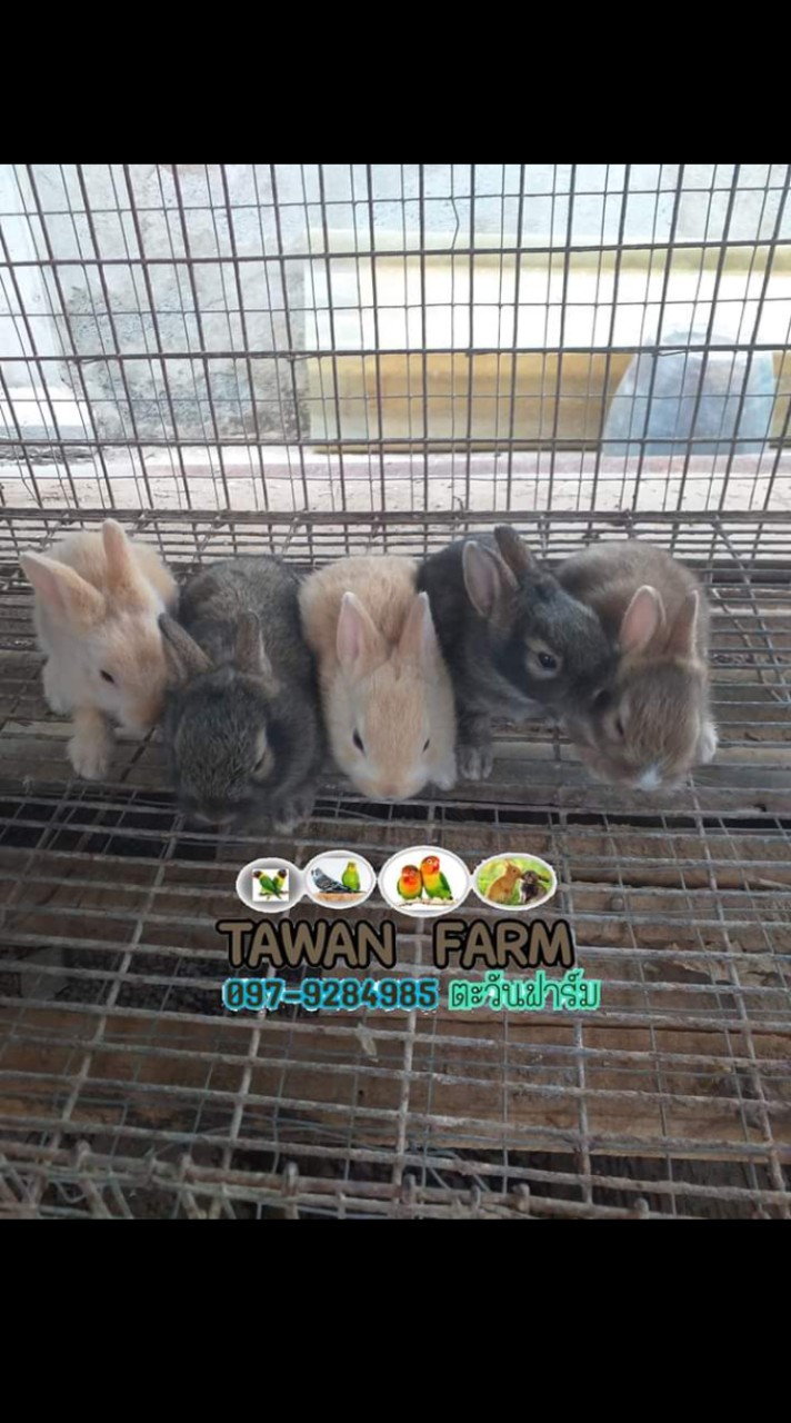 ตะวันฟาร์ม