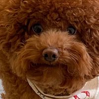 員林長虹天際屋主群