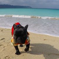 フレンチブルドッグ飼い主・大好きさん❤️