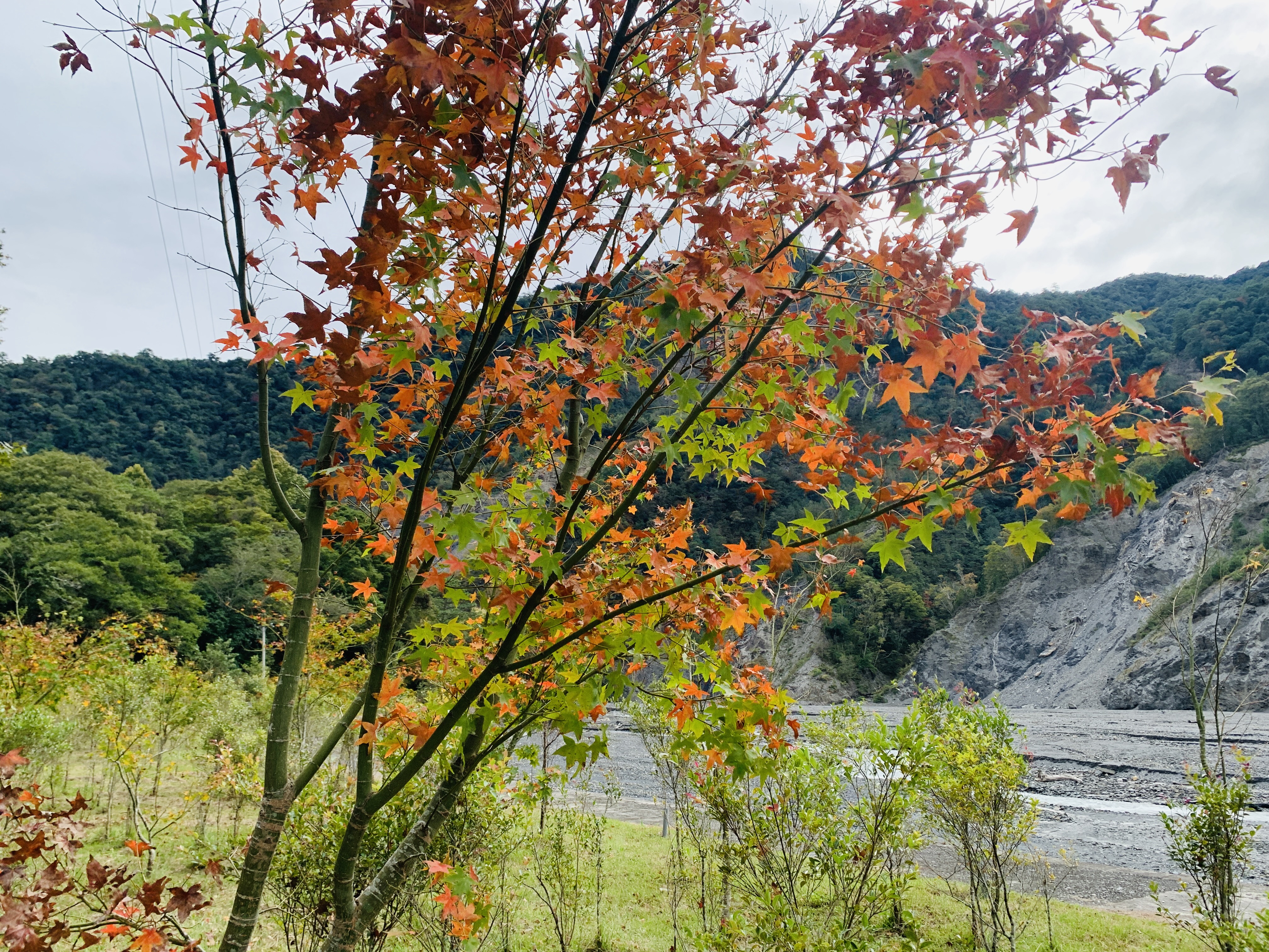 「奧萬大森林遊樂區」超完整賞楓攻略｜奧萬大賞楓景點整理