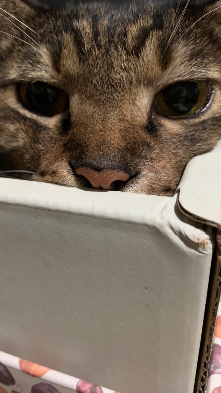 貓