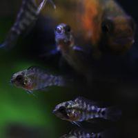 ปลาหมอแคระ Dwarf cichlids.TH