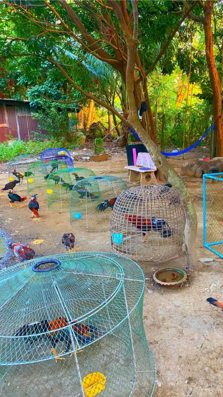 ซุ้ม ช.กำชัย 🐣