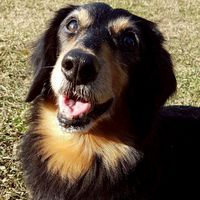 安妮動物園之毛孩聯誼會