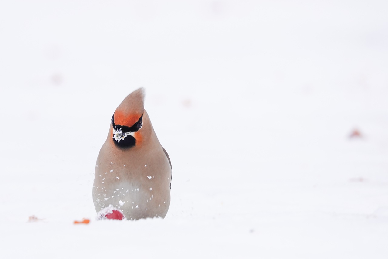 旅遊攝影師貝琪梨的極地遠征！Sony RX10 IV 極光 / 飛羽實戰拍攝分享