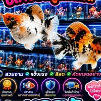 บอสกันต์   Molly Fish