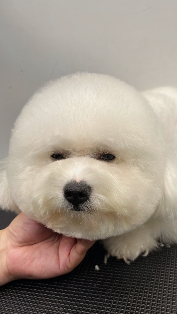 ✨毛孩許願池✨Mico是隻豆柴