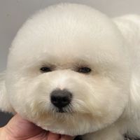 ✨毛孩許願池✨Mico是隻豆柴