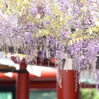 東京紫藤花景點7選推薦！在東京都內也能欣賞夢幻紫色花海！