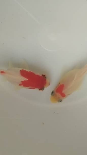金魚の精神病院　城下町編