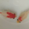 金魚の精神病院　城下町編