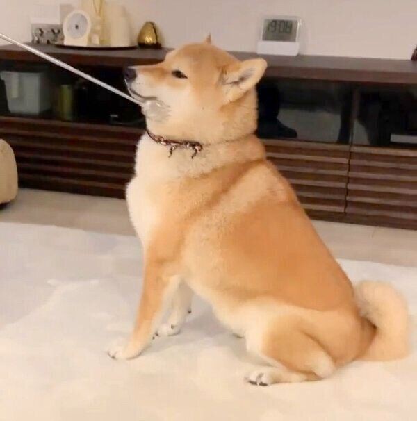 孫の手 が好きすぎる柴犬 おねだりが最高に可愛い