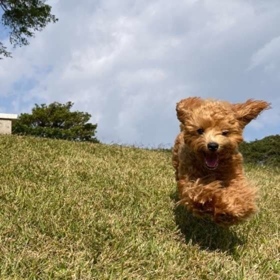 食糞 マーキング 犬の困った行動はまず生態を理解しよう