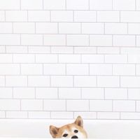 寵物聊天室