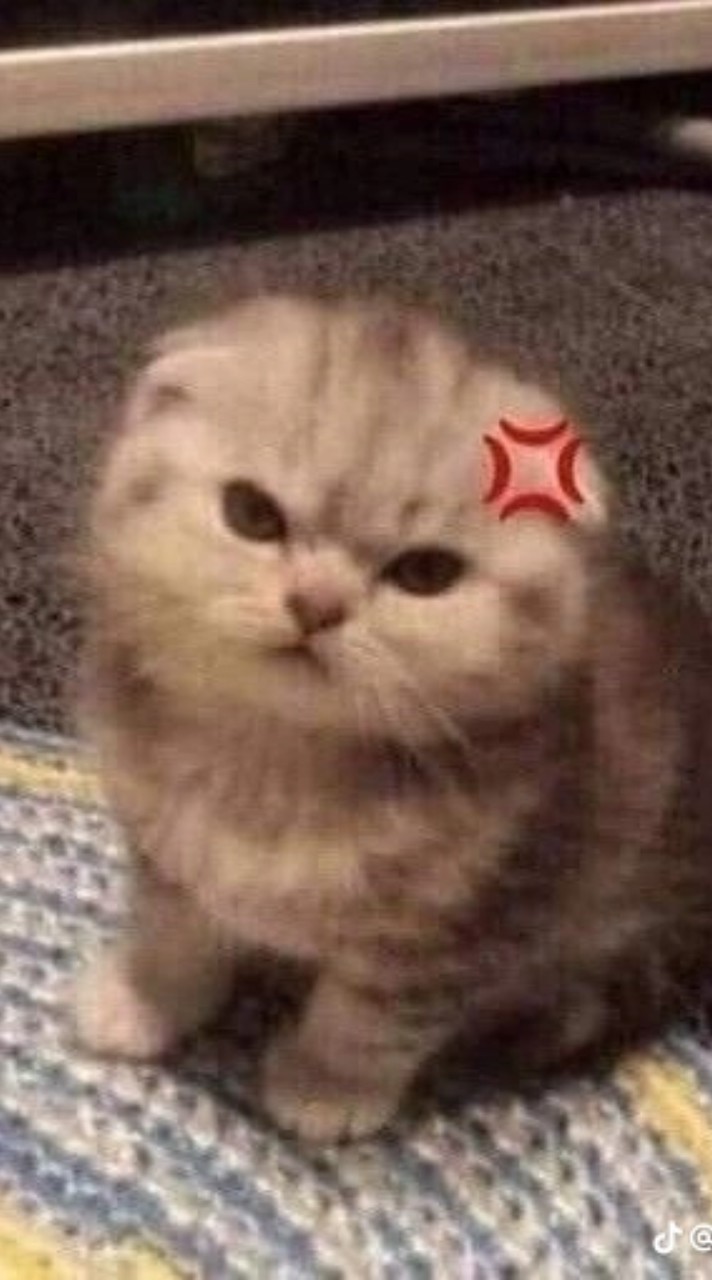 ૮(ˊ ᵔ ˋ)ა ֺ ด้อมแมวบูด ࣭ 🍓⃝