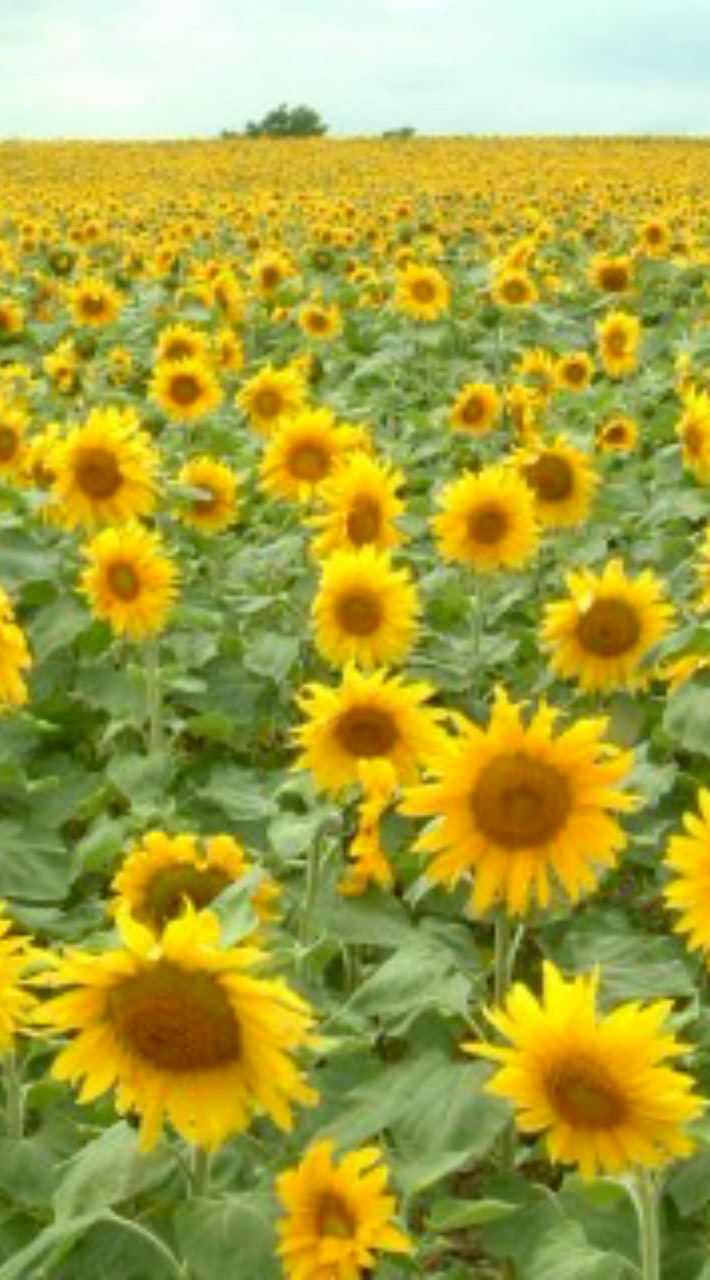 🌻福岡飲み会雑談部屋🌻