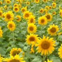 🌻福岡飲み会雑談部屋🌻
