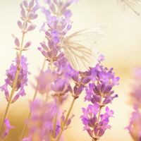 油好日子-芳香療法諮詢