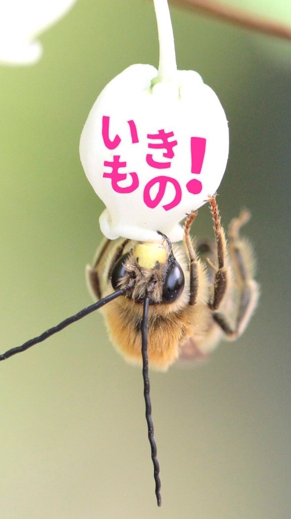 いきもの！サークル東京のオープンチャット