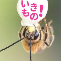 いきもの！サークル東京