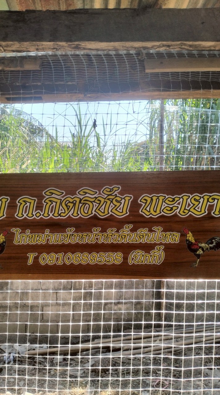 ก.กิตธิชัย พะเยาไก่ชน