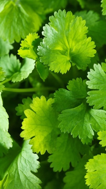 蘿蔔湯不加香菜