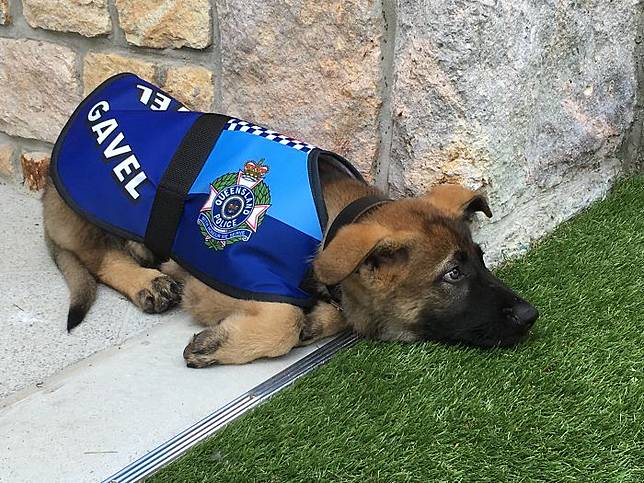 Viral Anjing Polisi Ini Dipecat Kerena Terlalu Baik Setelah